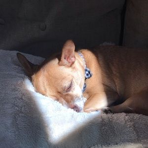 Meet your Posher, Josie